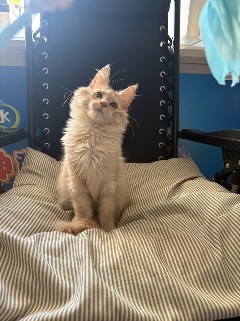 凯米尔缅因弟弟三个月了