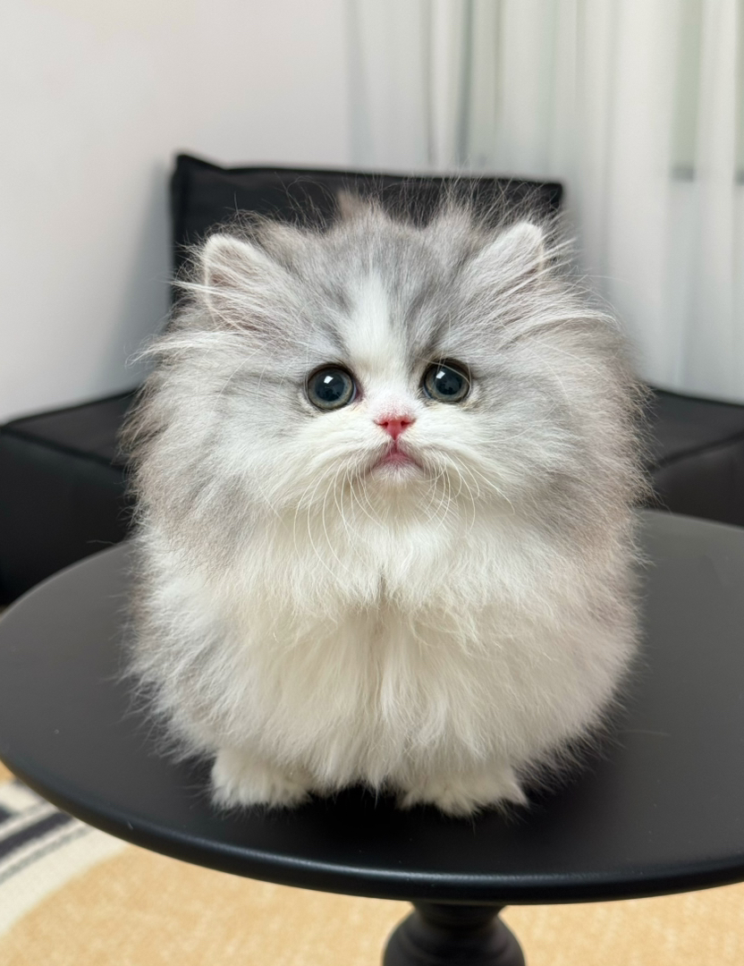 熊版银白米努特拿破仑矮脚妹妹