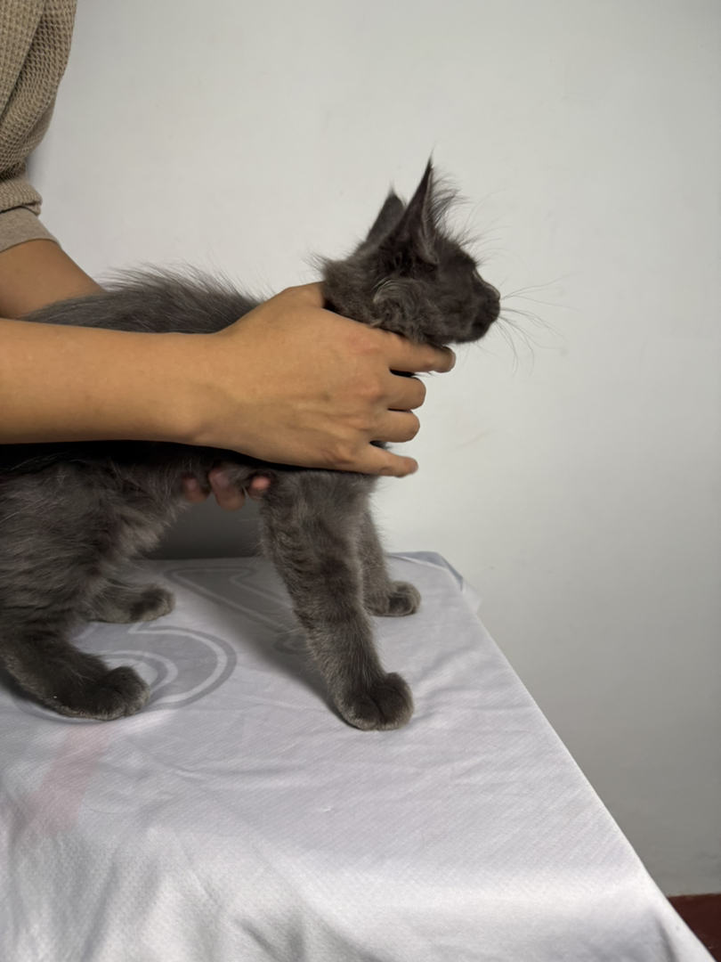 缅因猫幼崽，毛发浓密，耳尖长毛，霸气又可爱