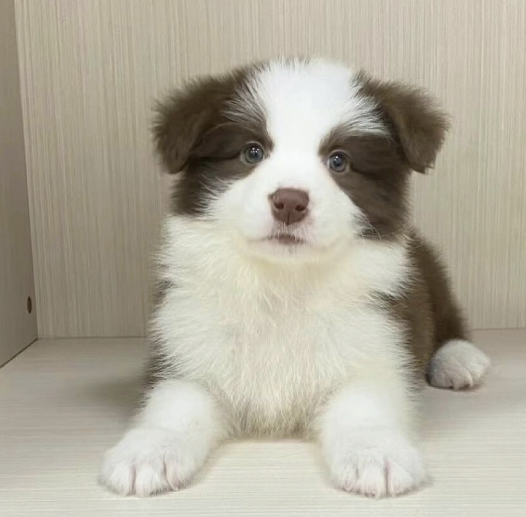 咖啡色,巧克力色,边境牧羊犬