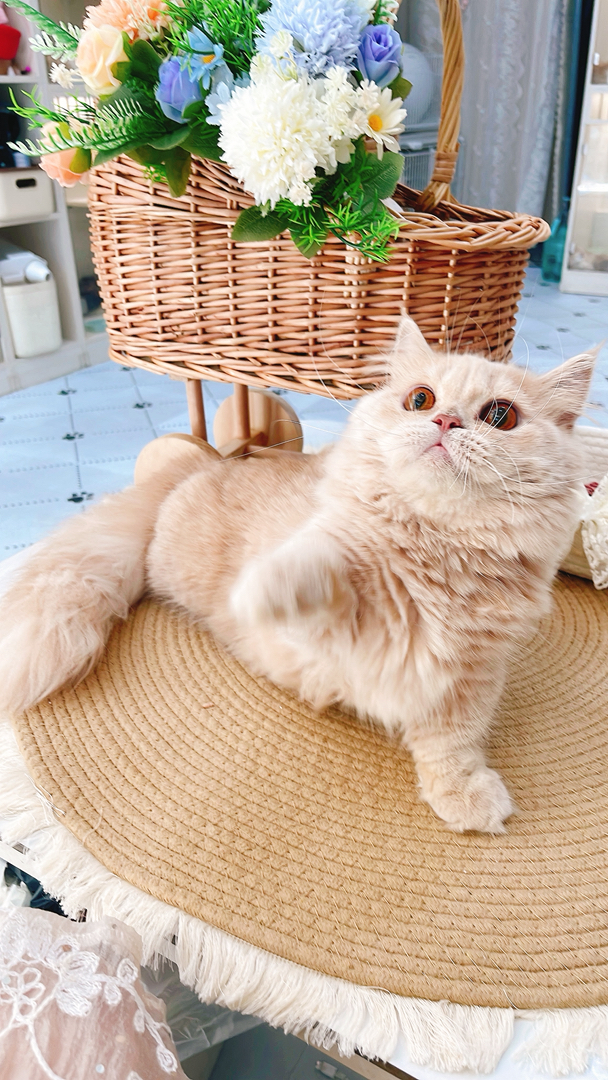 6个月拿破仑乳色