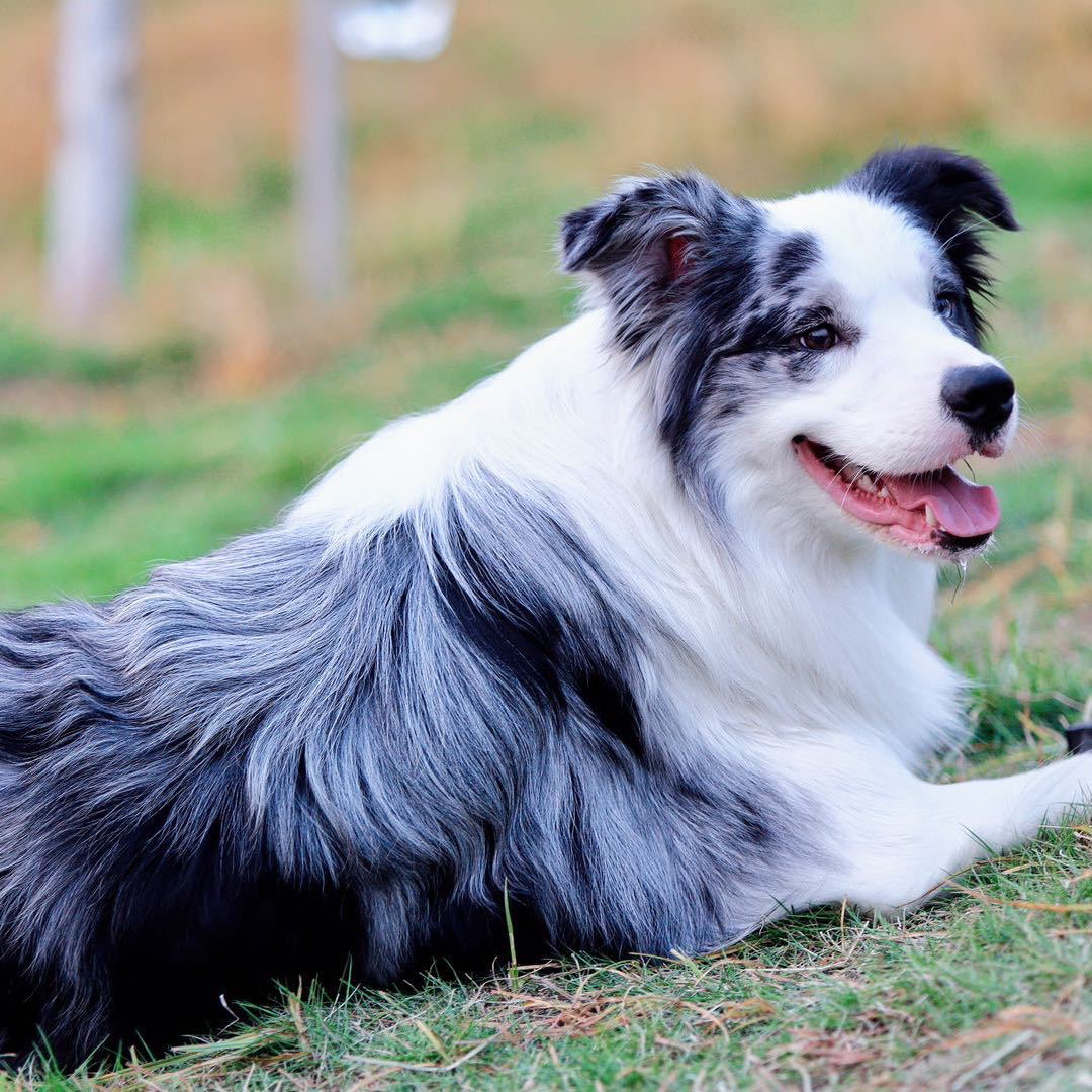 出售成犬边牧。公母都有。都是颜值巅峰