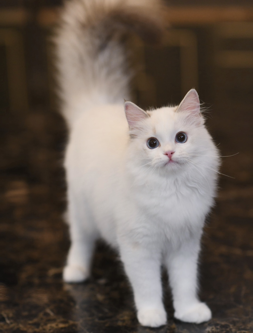 蓝双布偶，赛级双血统，性格活泼温和，冬日暖手必备