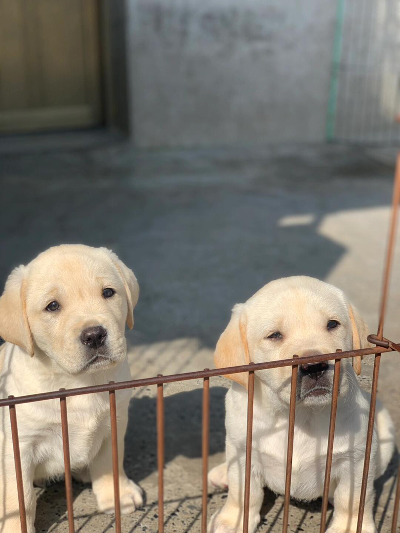 拉布拉多幼犬  送过渡粮 狗绳 ➕狗瘟 冠状 细小试剂检测