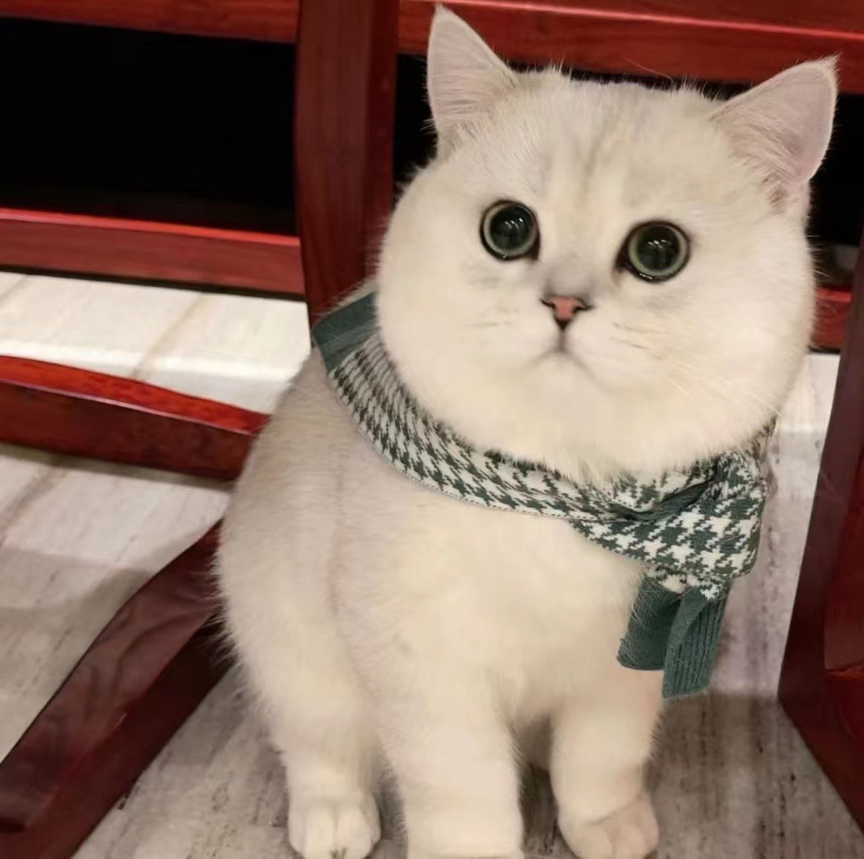 大胖脸银渐层猫咪多多❤高大上