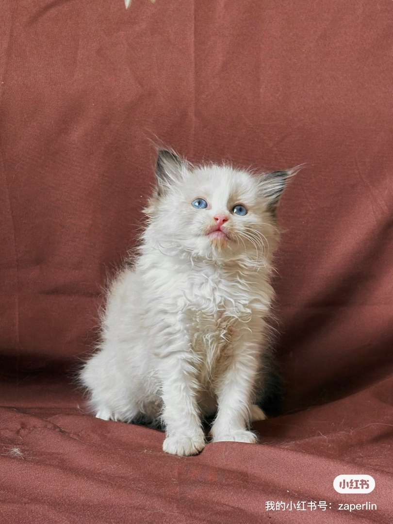 布偶猫幼崽，蓝眼长毛颜值高，性格温顺乖巧惹人爱