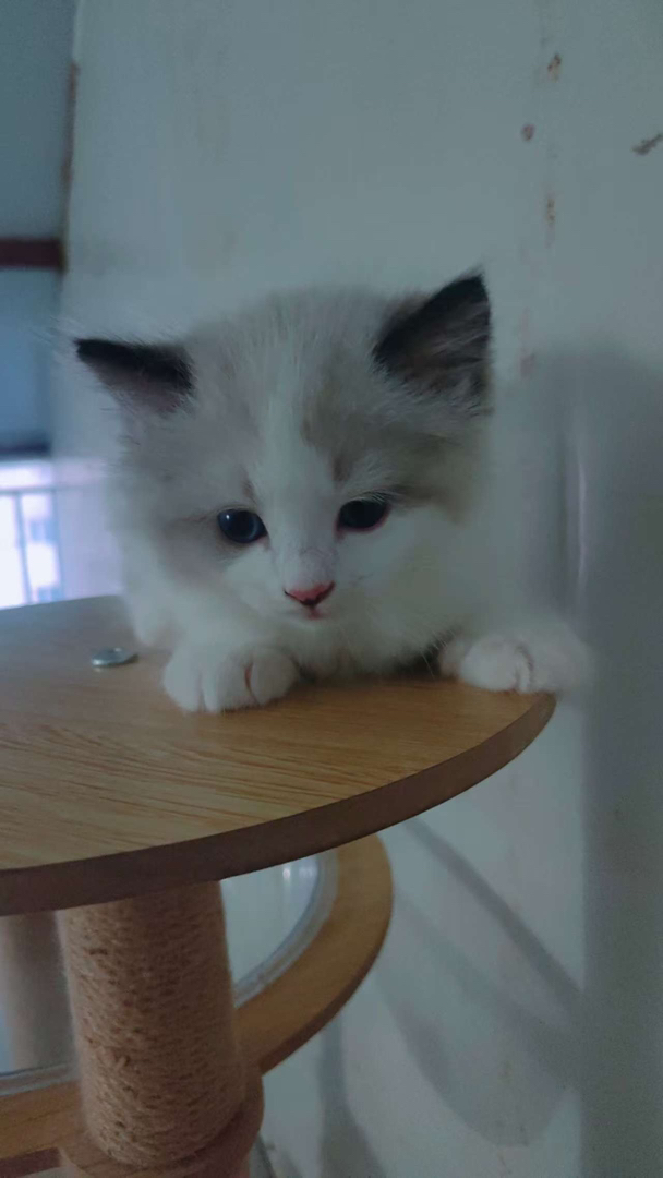 出售布偶猫【品种】布偶猫，【猫龄】两个月【特点】活泼、爱动、温柔、甜美。