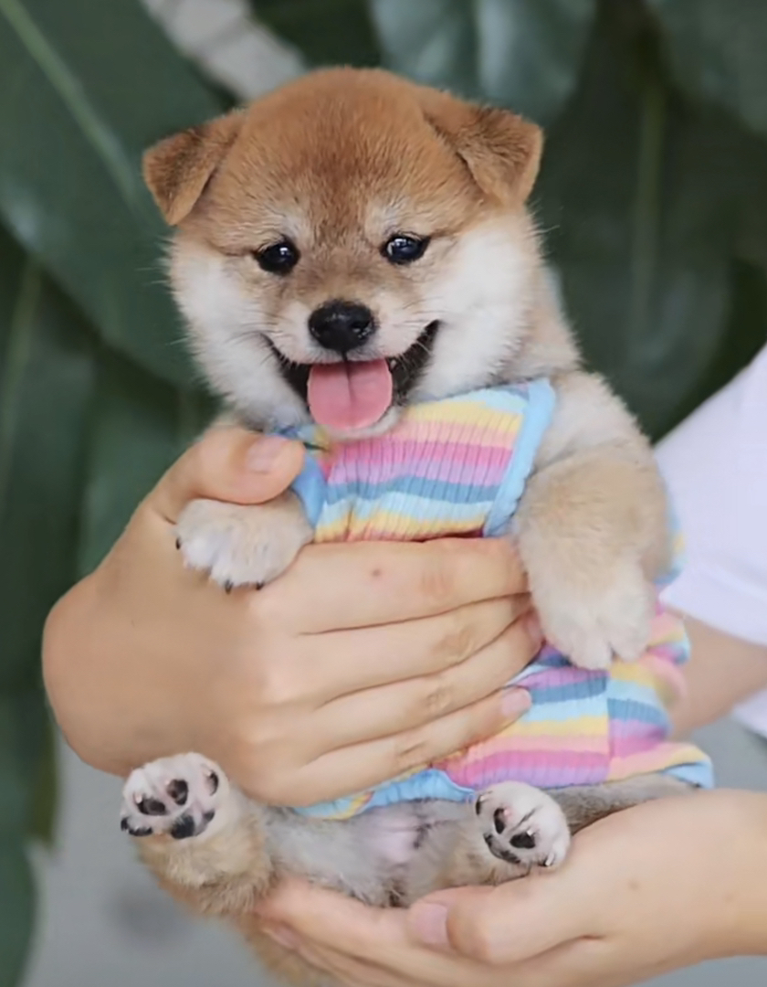 双血统柴犬❤️平台推荐