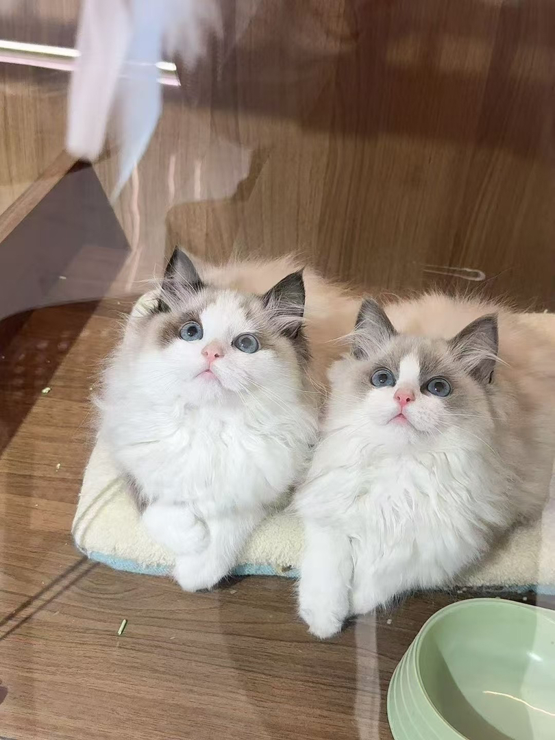 可爱布偶猫,蓝眼白毛颜值高,温顺乖巧的贴心萌宠