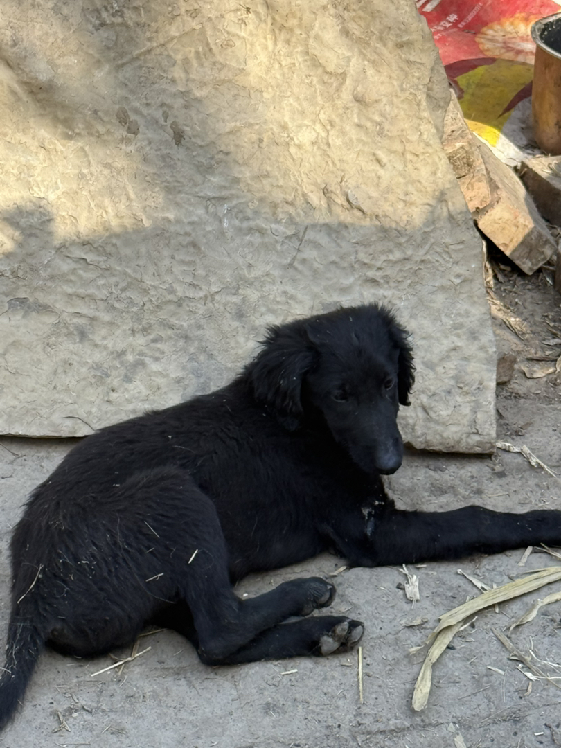 山东本地细优秀中华田园犬聪明认主会看家护院三个月疫苗齐全包活