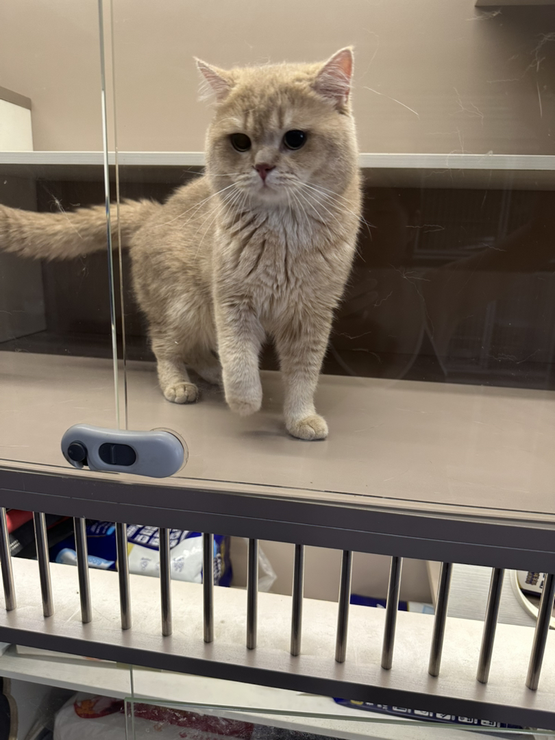 紫金渐层猫弟弟