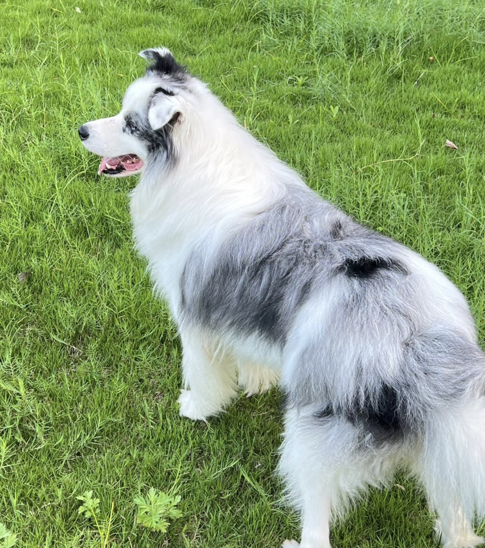 陨石边牧幼犬,毛量蓬松,聪明机敏,高智商家庭伴侣,颜值智慧并存