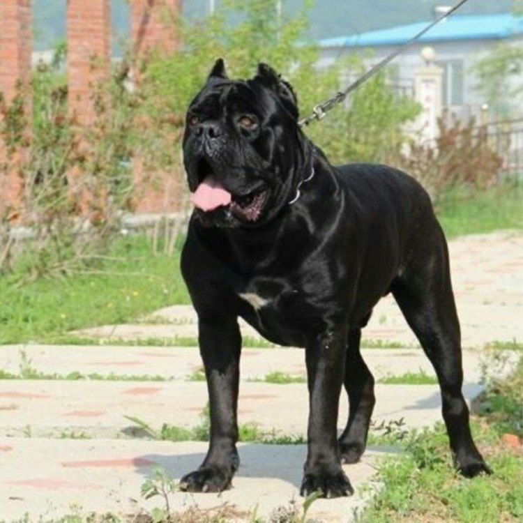 威武卡斯罗犬,霸气外观,忠诚守护,宠物佳选