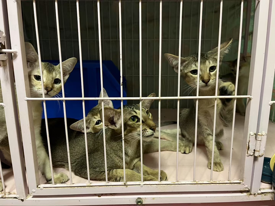 东方短毛猫东短猫小偿领养999