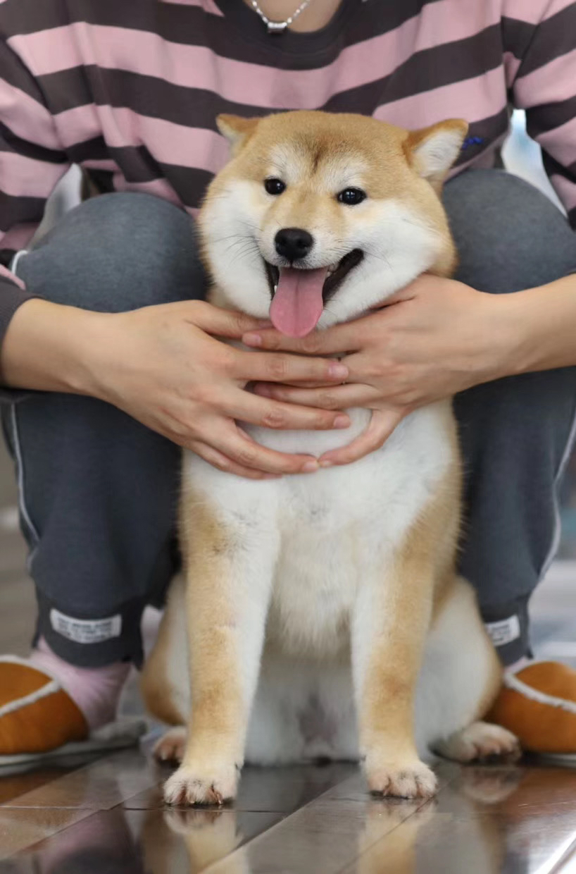 双血统柴犬宝宝❤️