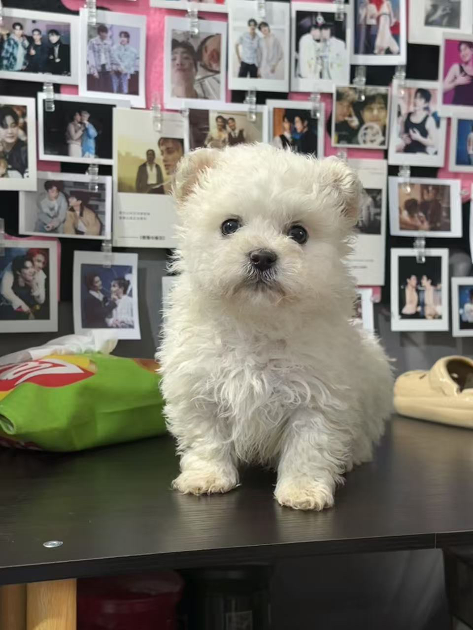 韩系比熊~