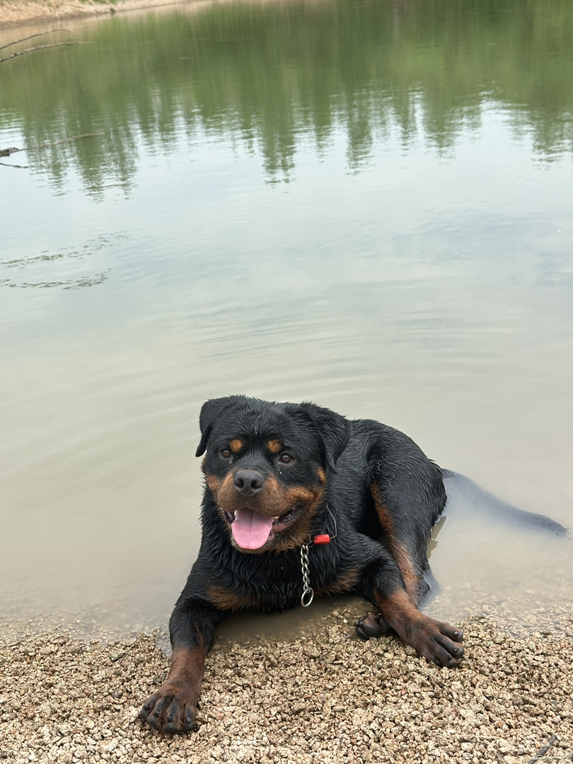 罗威纳犬 一品带刀护卫 非常优秀的家庭伴侣犬
