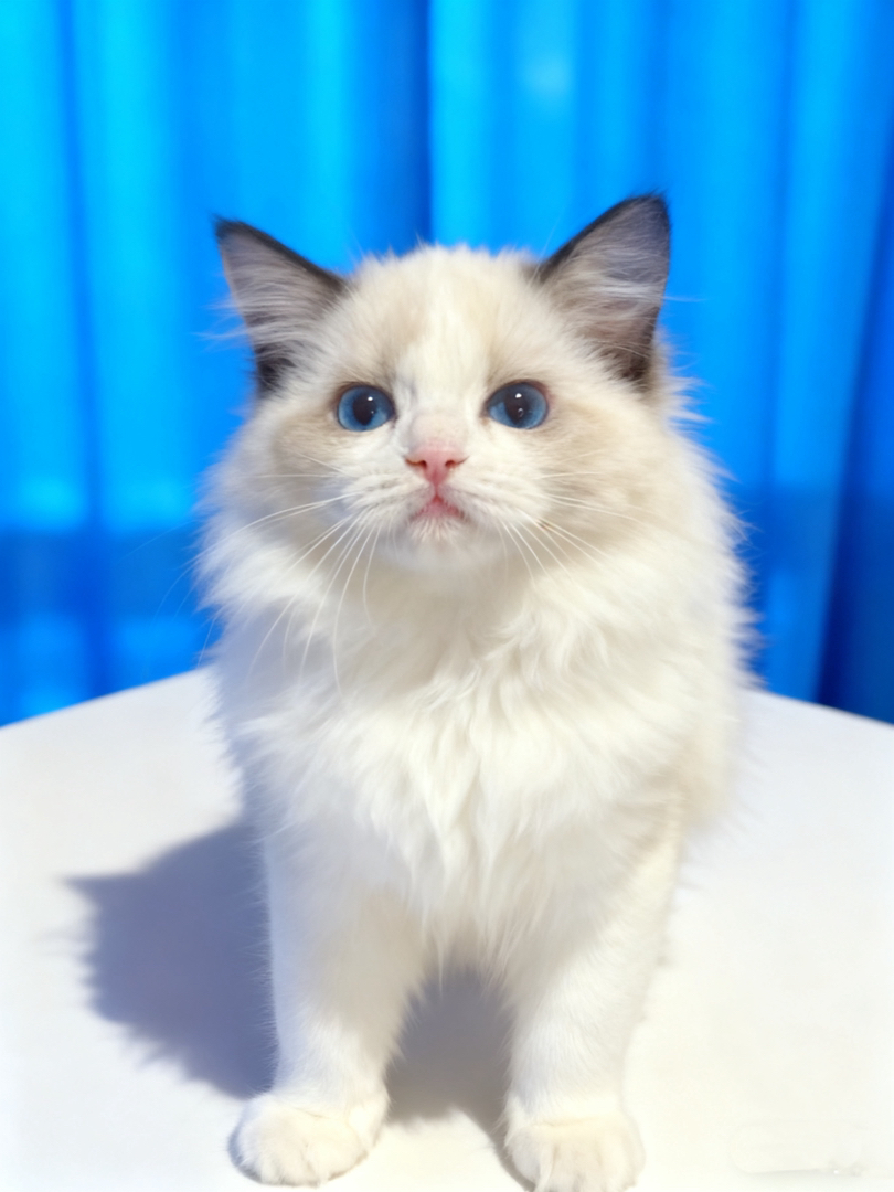 海双布偶猫，父母赛级双血统，血统纯正，满背不猫耳所以价格好说，包机票