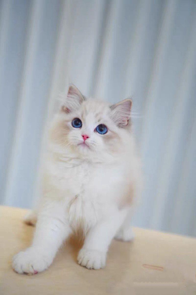 布偶猫