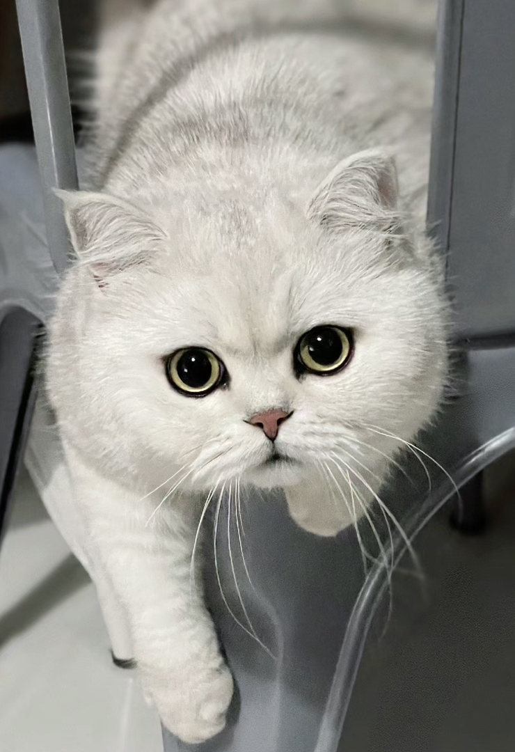 大胖脸银渐层猫咪找新家❤️高端品质