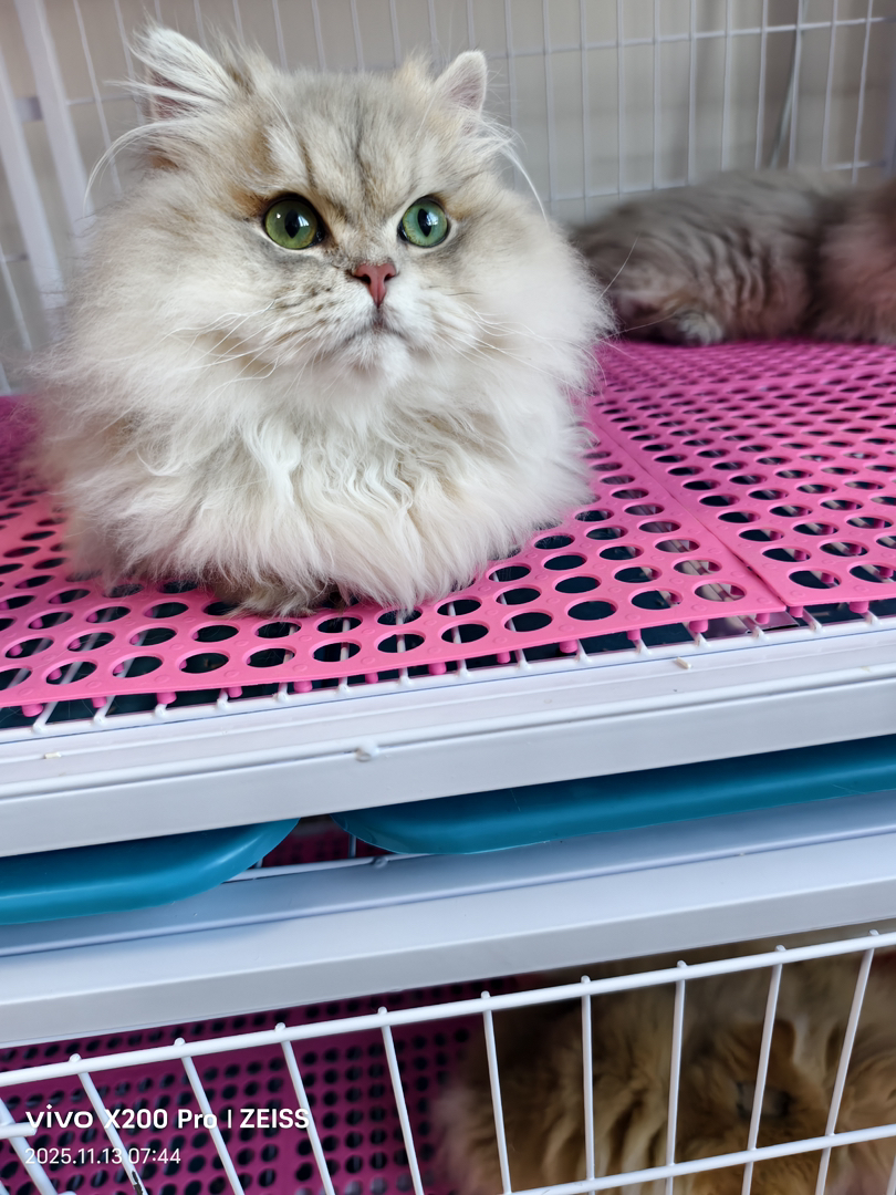 11色蓝金拿破仑找新家