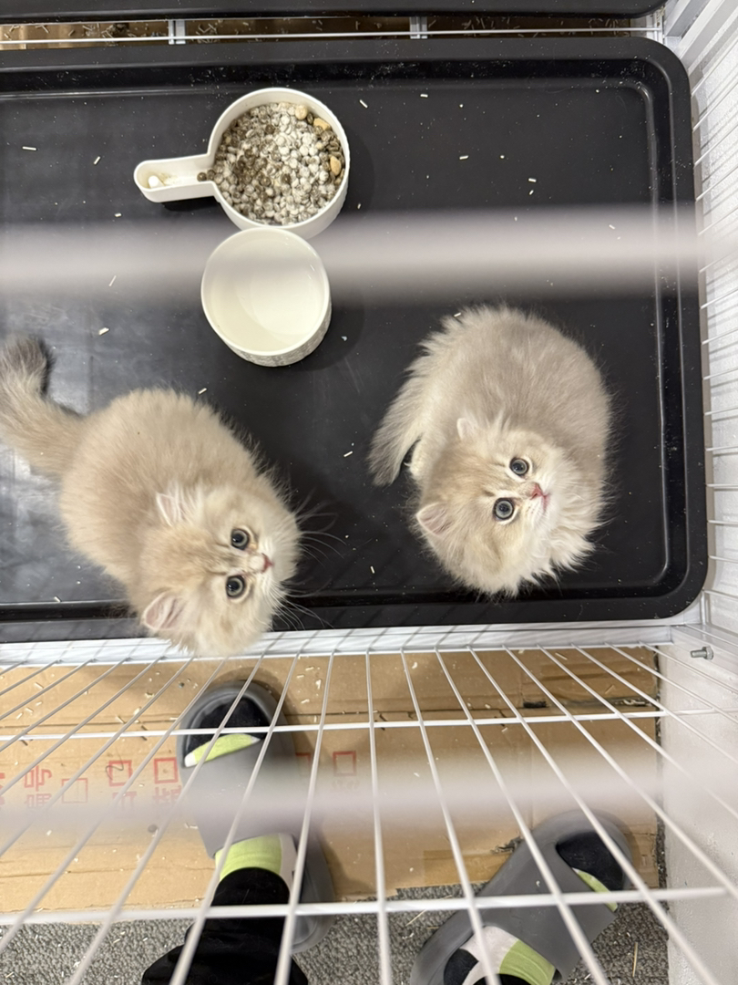 长毛蓝金渐层