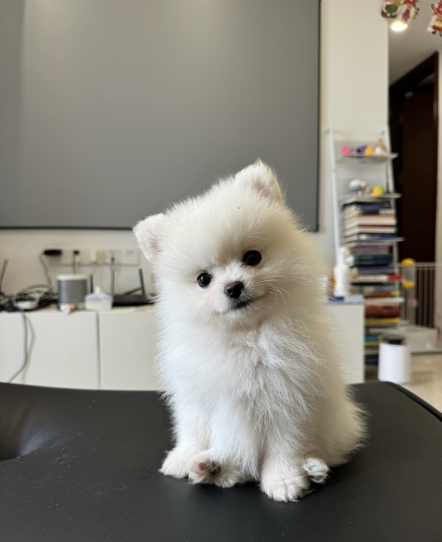 体型小巧：成年犬体重约2.5kg左右，适合小户型居住