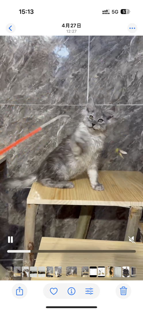 缅因猫浅烟幼崽，疫苗齐全