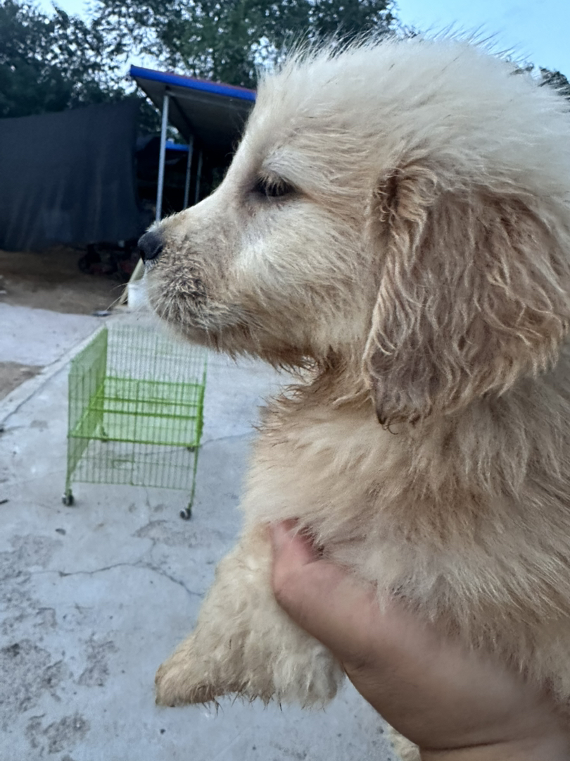 金毛幼犬，可爱活泼，性格温顺，适合家庭养殖