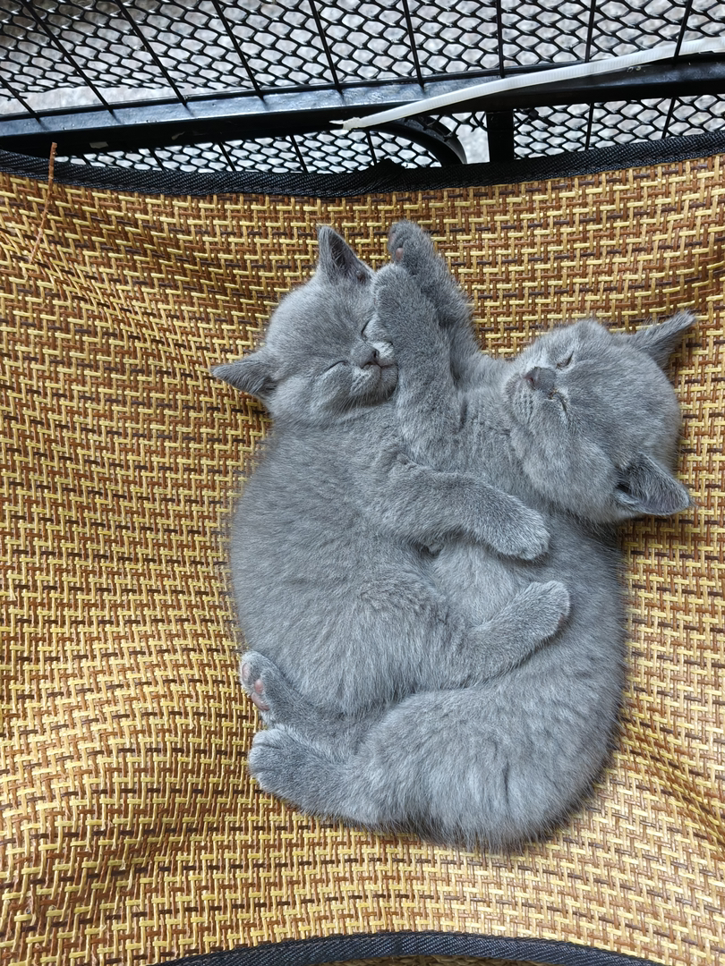 英国短毛猫幼崽,灰毛圆眼超可爱,温顺乖巧萌翻天