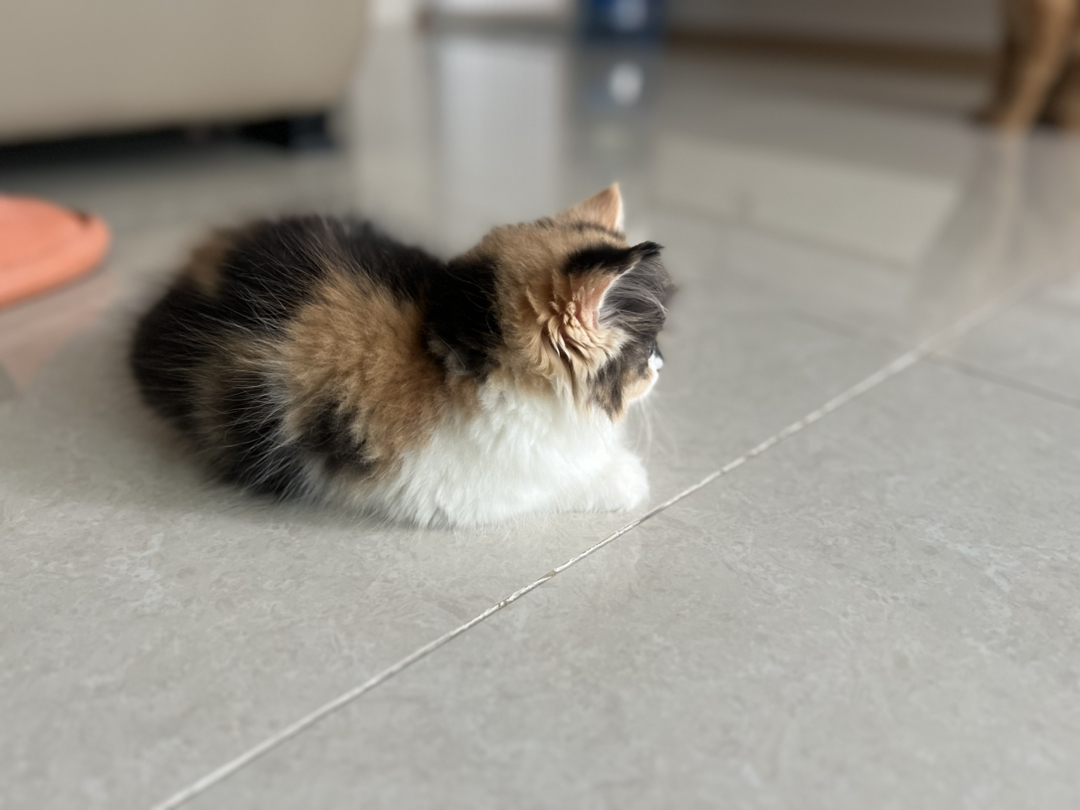 可爱三花猫，颜值超高，性格温顺，给你满满治愈感