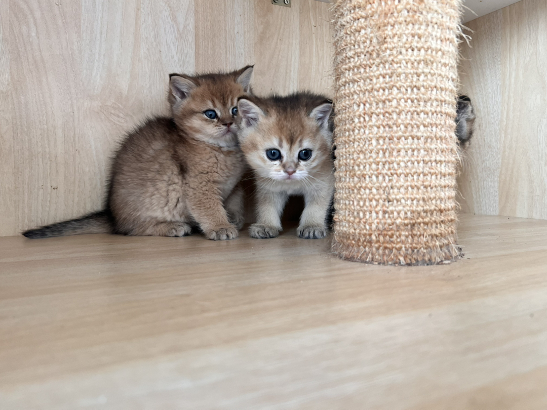 金渐层2公一母，一个1200