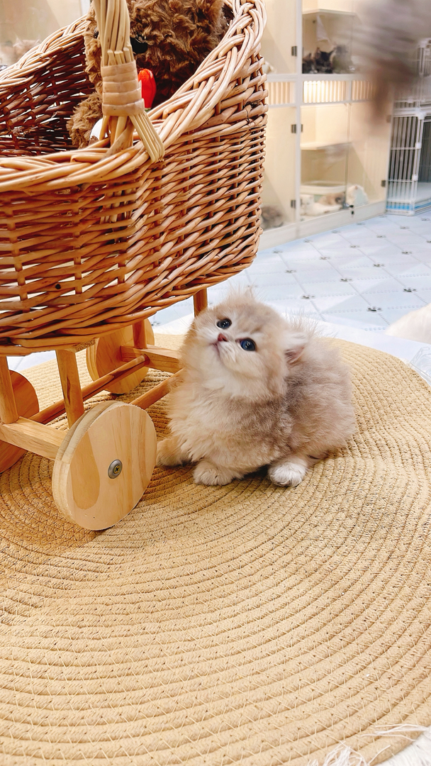 蓝金拿破仑