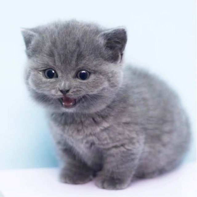 大胖脸蓝猫多只
