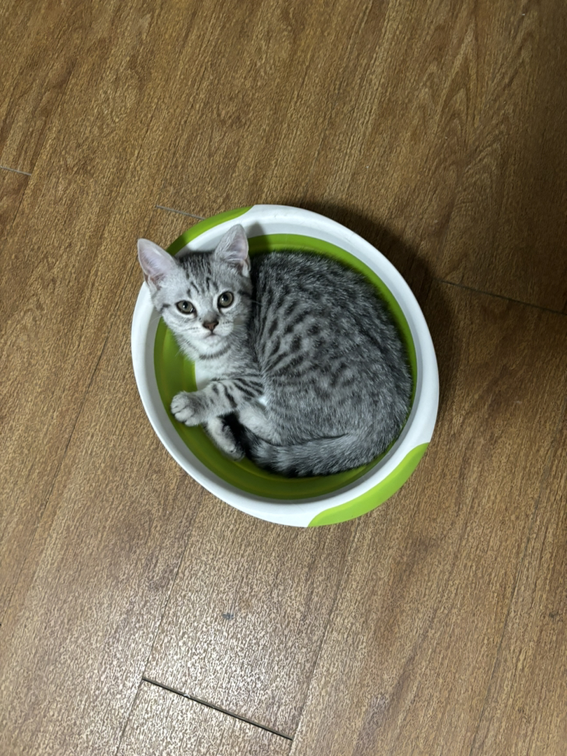 美国短毛猫，经典虎斑纹，乖巧可爱，绝佳的宠物伴侣