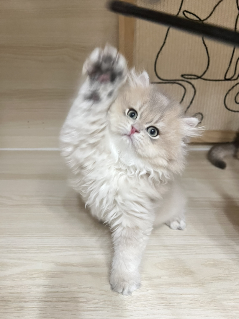 蓝金渐层长毛弟弟蹲新🏠