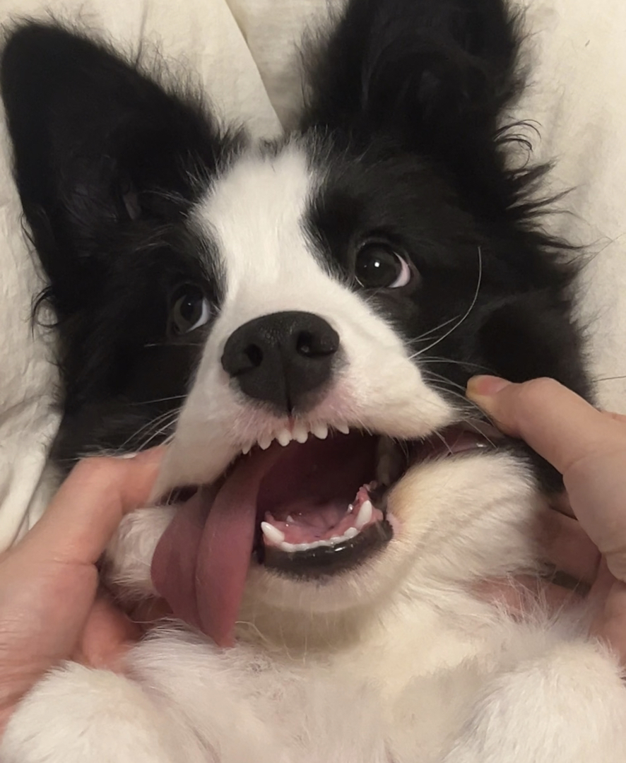 边境牧羊犬幼犬,颜值高智商高,活泼可爱超萌宠