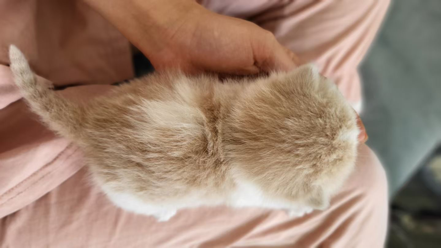 可爱曼基康矮脚猫，短腿萌态十足，温顺亲人超治愈