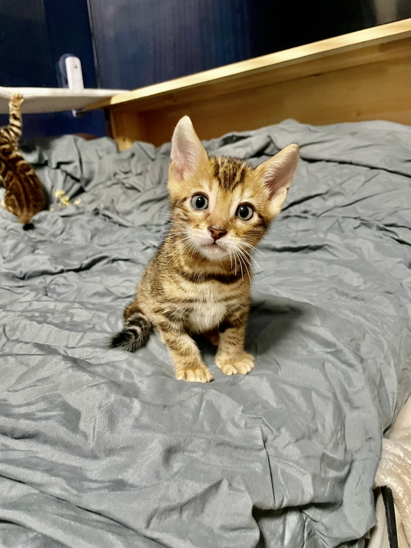 孟加拉豹猫
