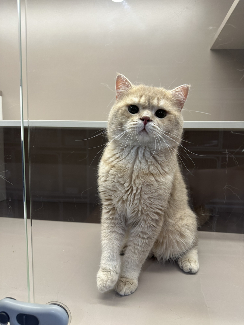 紫金渐层猫弟弟