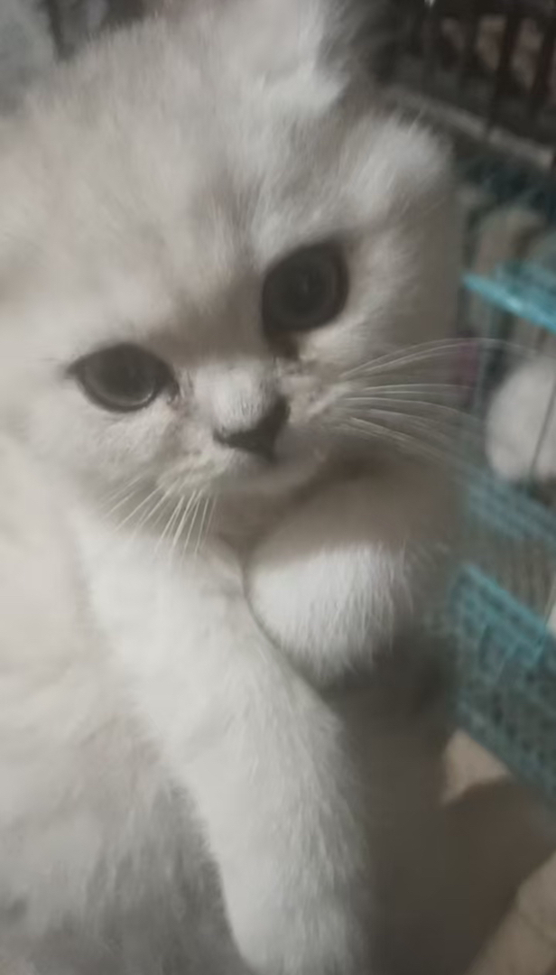 【特价】赛级银渐层宠物猫家养猫宝宝公猫母猫