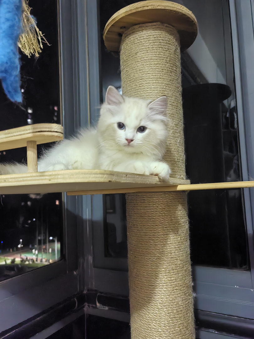 小布偶找新家啦～自家乖乖生的，希望找个好主人～