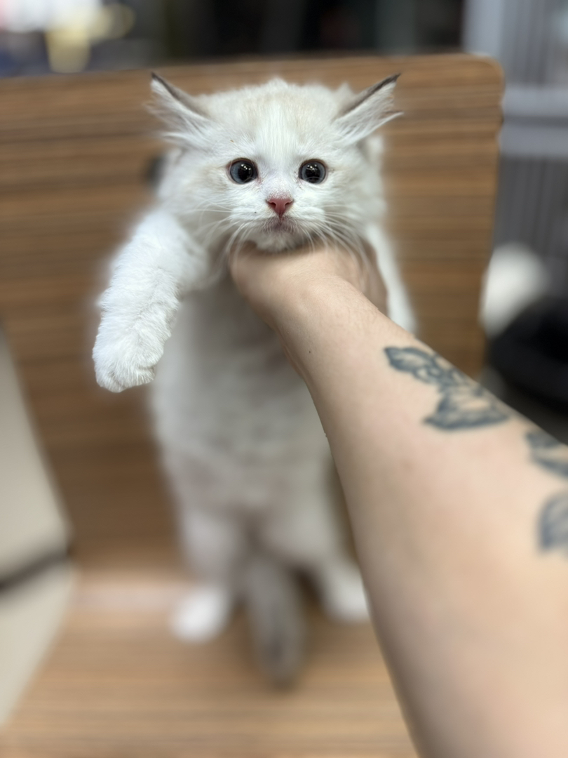 布偶猫 正八开脸 品相特好 五粉