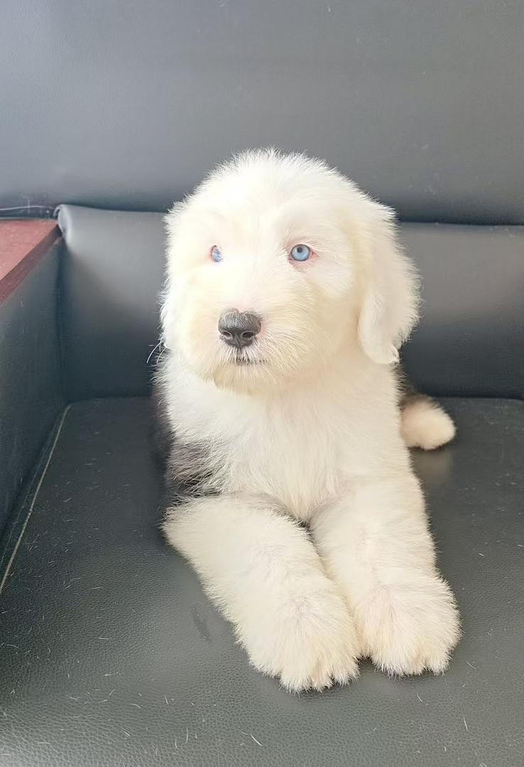 古代牧羊犬 已驱虫打疫苗 公母都有 可爱温顺