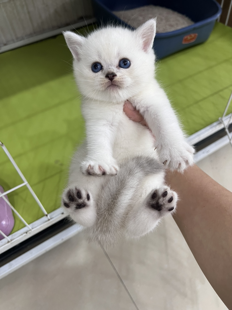 蓝眼英短猫咪,雪白绒毛萌翻天,温顺乖巧惹人爱