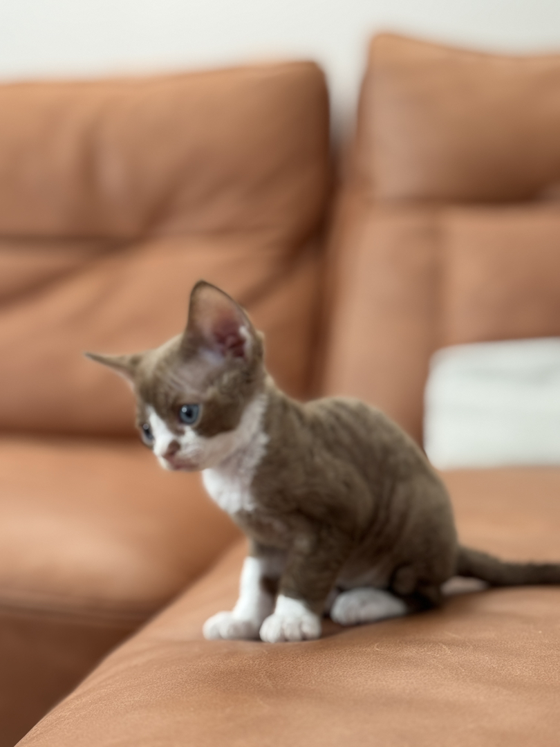 德文卷毛猫，咖白，脸上有个性小色块，性格黏人，聪明易训练，家庭散养溜达猫