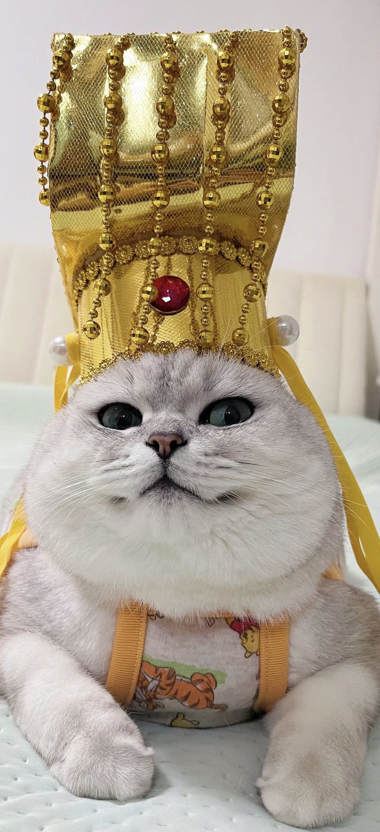 网红银渐层猫咪❤️大胖脸英短猫咪