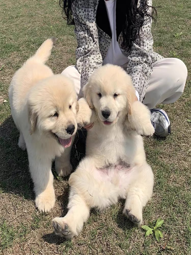 赛级金毛❤带证书芯片