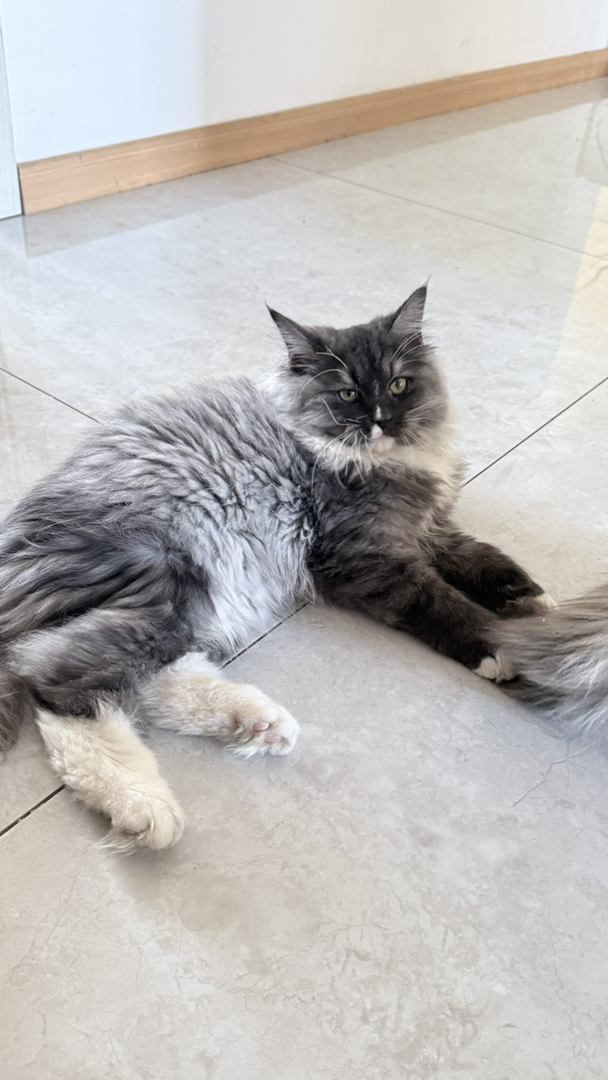 英国长毛猫。霸气的外表，柔软的性格，超级乖的崽