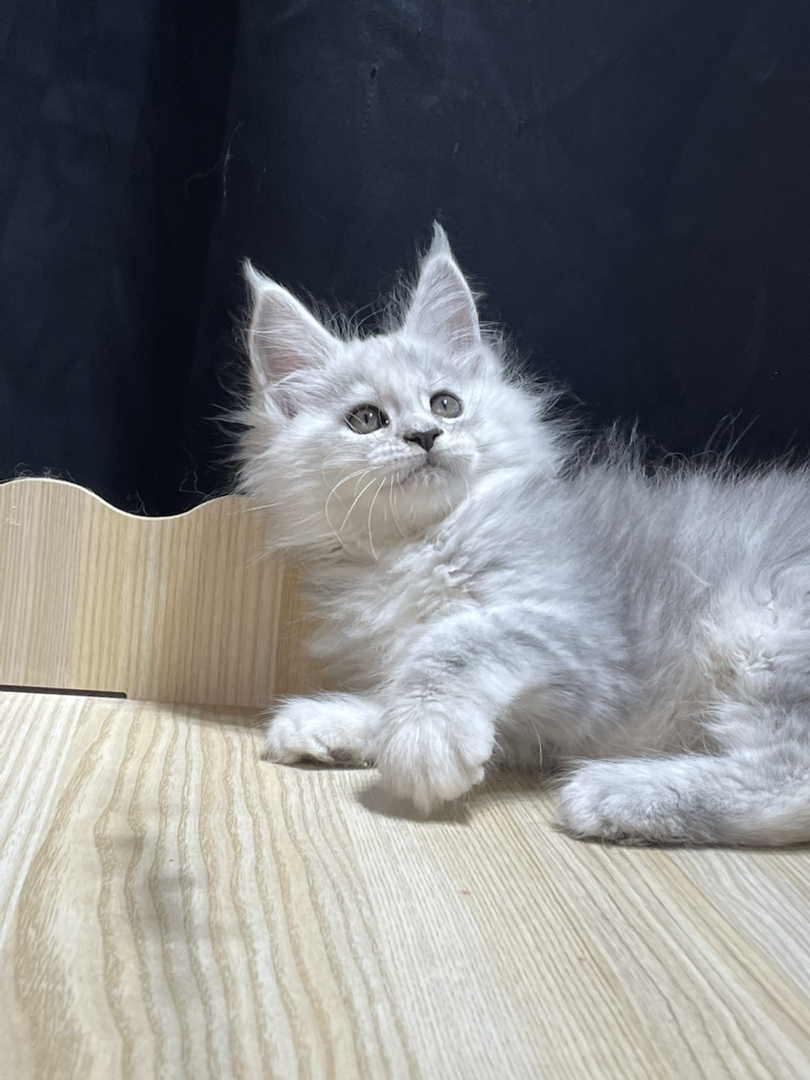 高银妹妹,颜色很浅。和阴影差不多